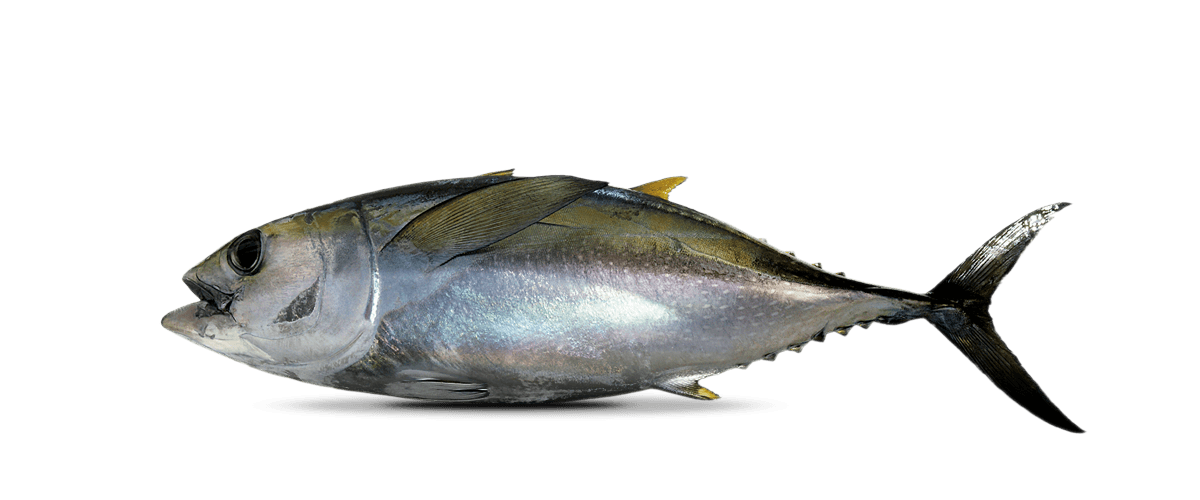 Yellowfin Tuna